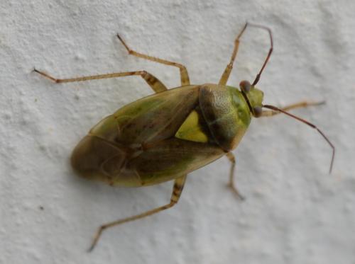 Lygus sp.